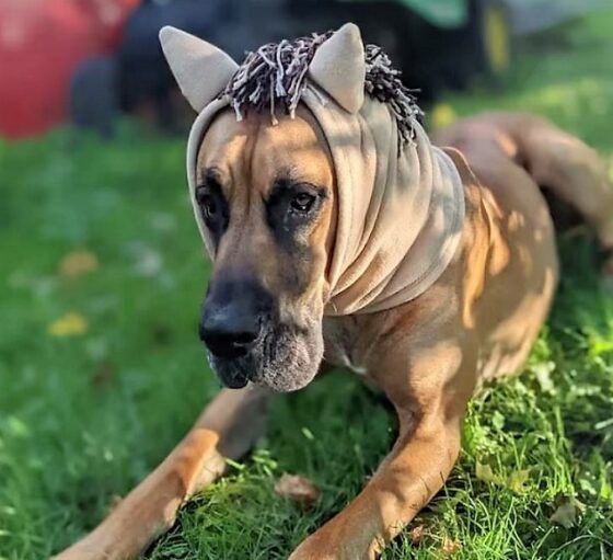 23 Best Great Dane Halloween Costumes That Are So Funny!