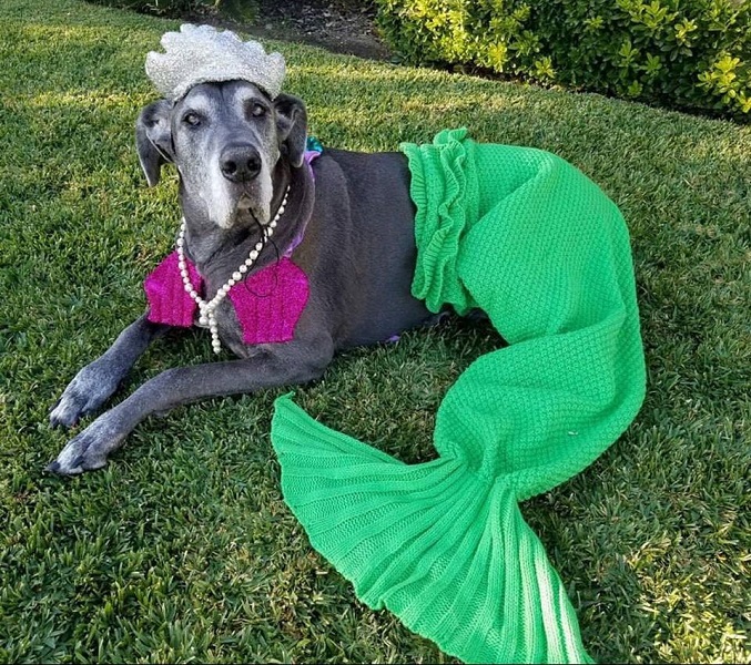Great Dane Mermaid Halloween Costume