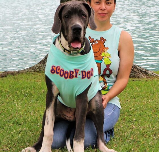 23 Best Great Dane Halloween Costumes That Are So Funny!