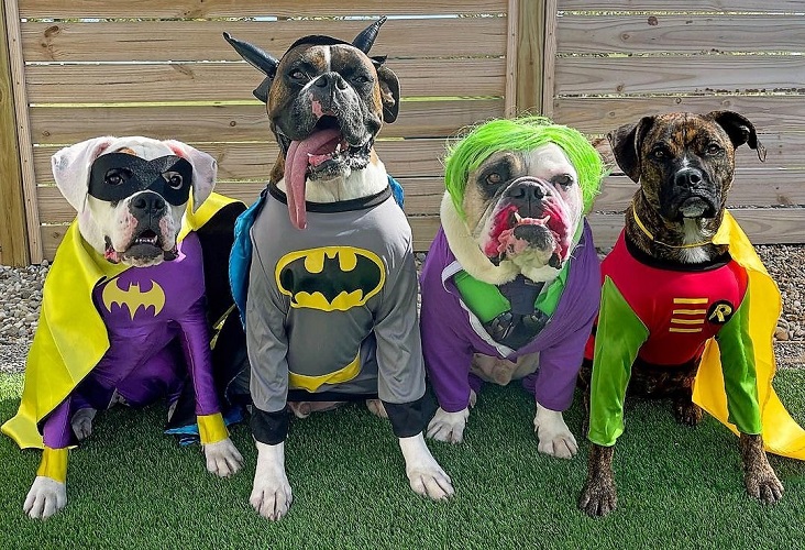 Halloween Costumes for 3 and 4 Dogs