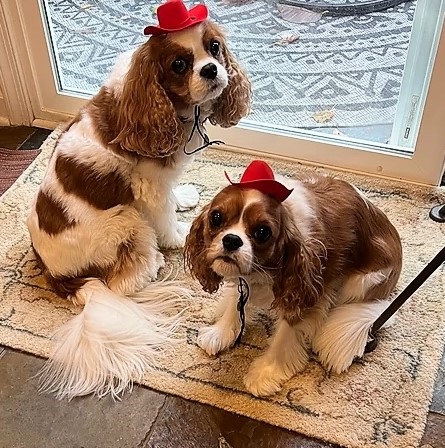 King Charles Cavaliers in Cowboy Hats