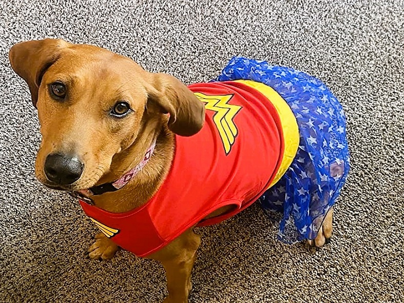Lab Halloween Costume Wonder Woman