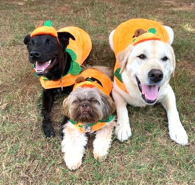 Lab Dog Halloween Costume Pumpkin