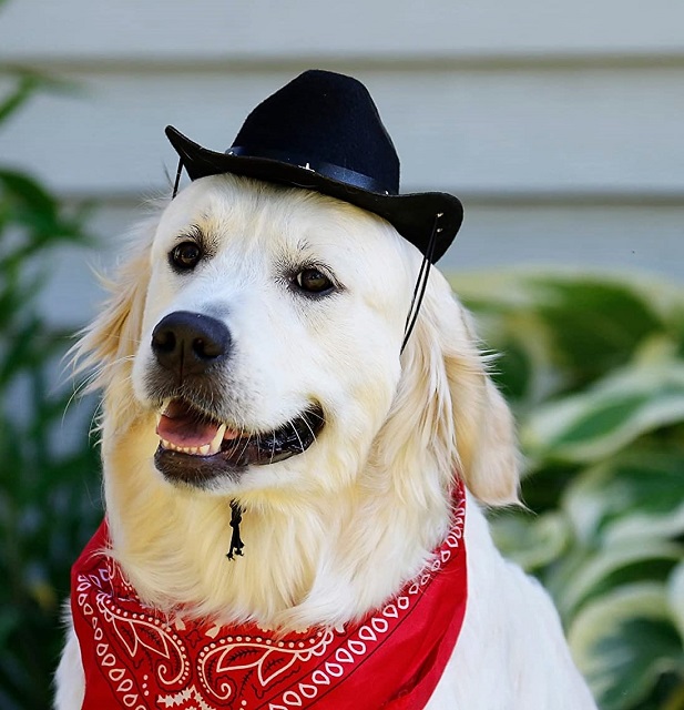 Lab Dog Cowboy Costume