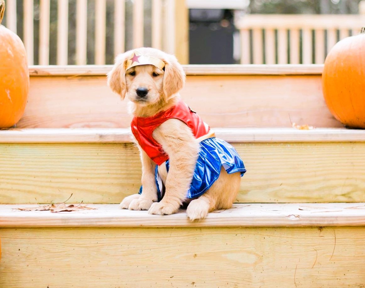Lab Puppy Halloween Costume Wonder Woman