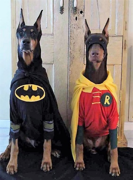 Great Dane Batman Halloween Costume