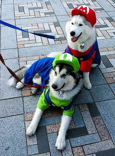 Matching Dog Costumes Mario and Luigi for 2 Dogs