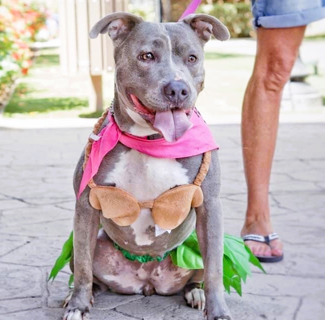 Cute Pitbull Costume Hula Girl