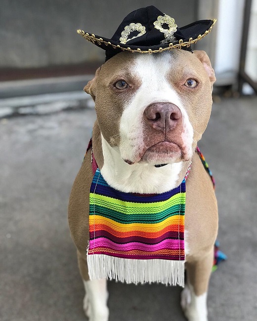 Pitbull Dog Costume Cinco de Mayo