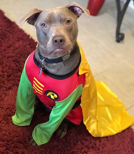Pitbull Robin Halloween Costume