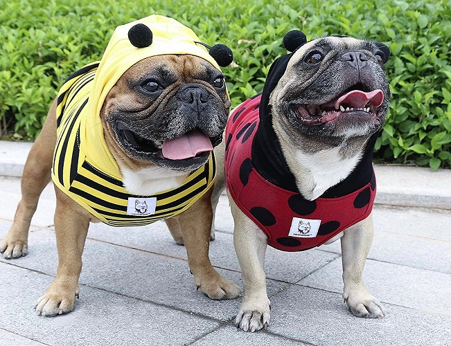 Pug Bee Halloween Costume