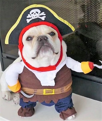 Pug Pirate Halloween Costume