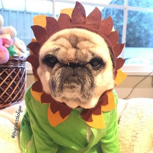 Pug Sunflower Halloween Costume