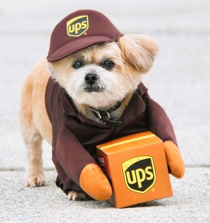 Shih Tzu Funny UPS Driver Costume