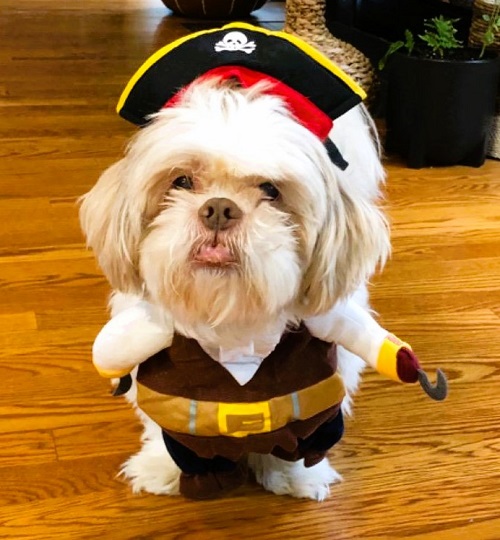 Shih Tzu Pirate Halloween Costume