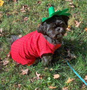 17 Cutest Shih Tzu Halloween Costumes with GREAT Reviews.