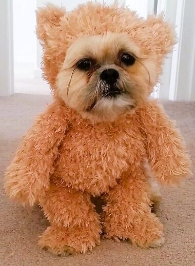 Shih Tzu Teddy Bear Halloween Costume