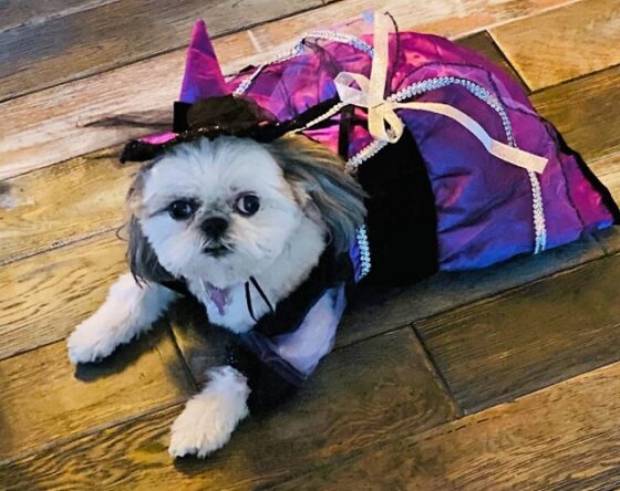 17 Cutest Shih Tzu Halloween Costumes with GREAT Reviews.