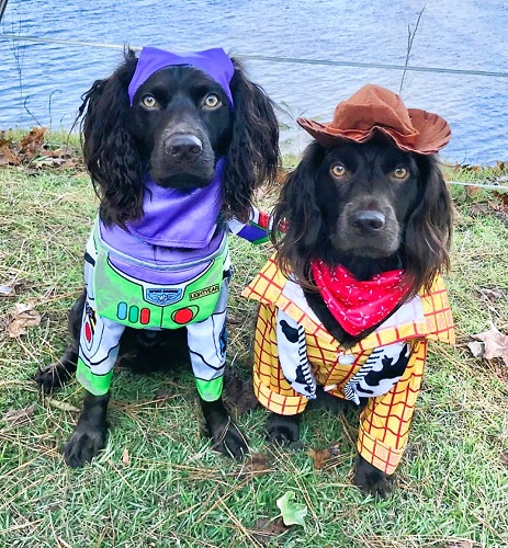 Two Matching Dog Halloween Costumes Woody and Buzz Lighyear