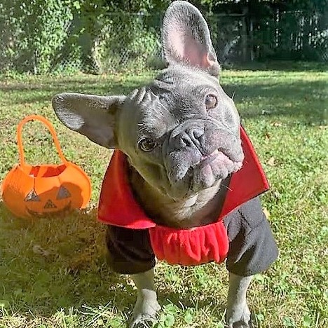 French Bulldog in Gothic Vampire Halloween Costume