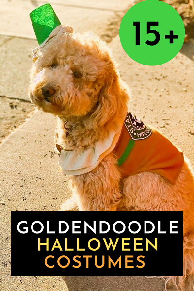 15 Goldendoodle Halloween Costumes by A Plus Costumes