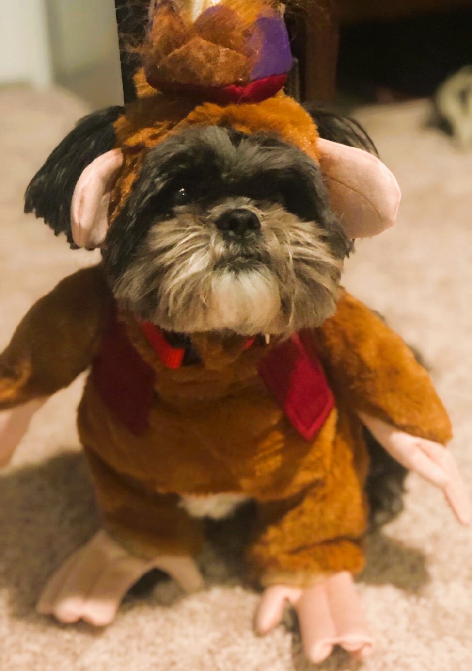 Abu Disney Dog Costume