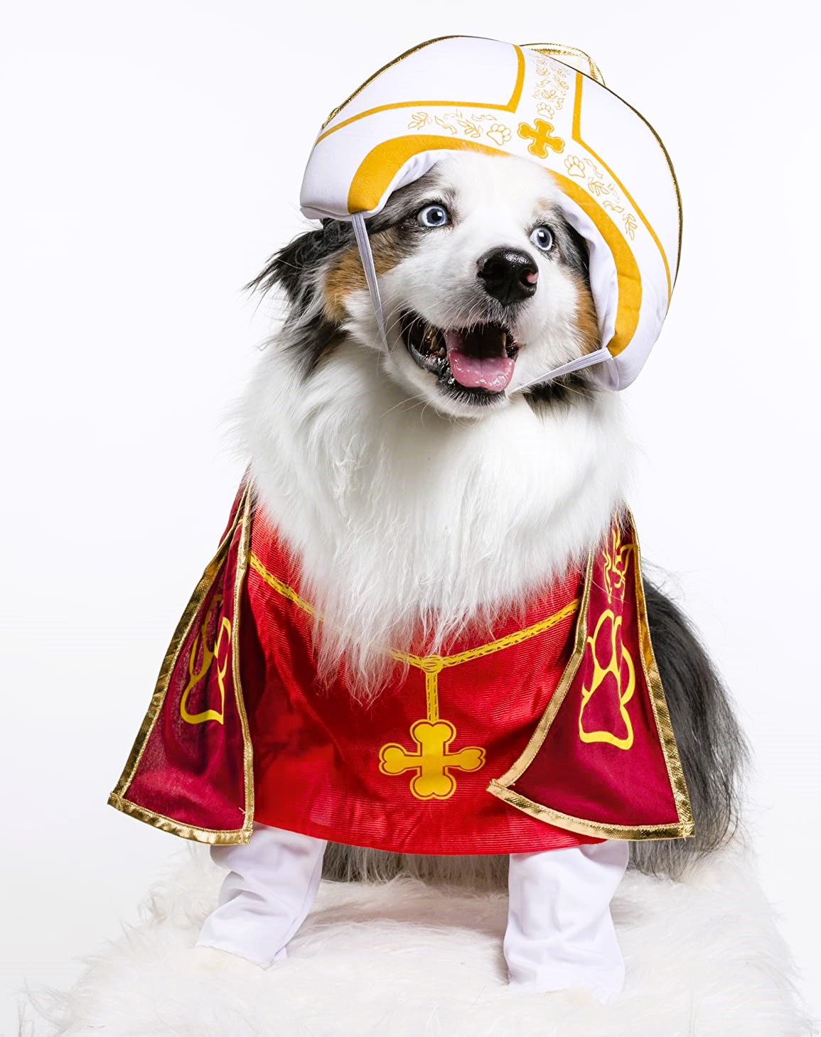 Australian Shepherd Halloween Costume Priest
