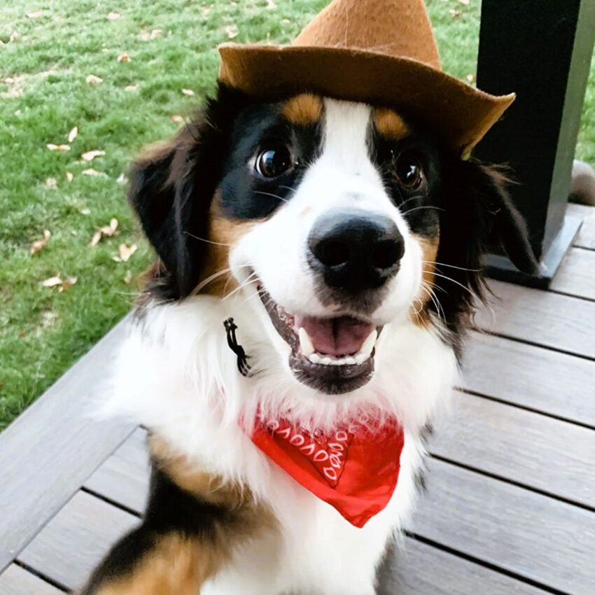 23 Best Great Dane Halloween Costumes That Are So Funny!