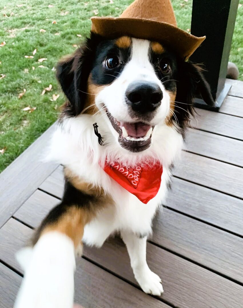 Best Australian Shepherd Halloween Costumes.