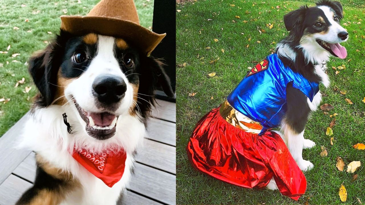 3x dog cheap costumes