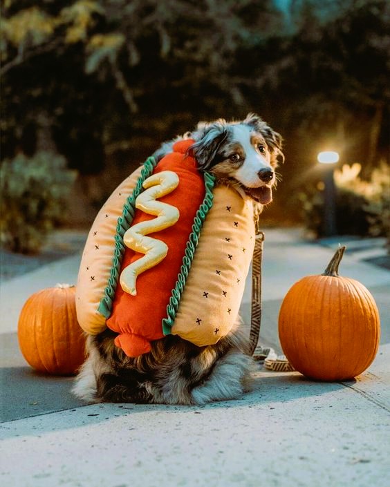 Australian Shepherd Halloween Costume Hot Dog
