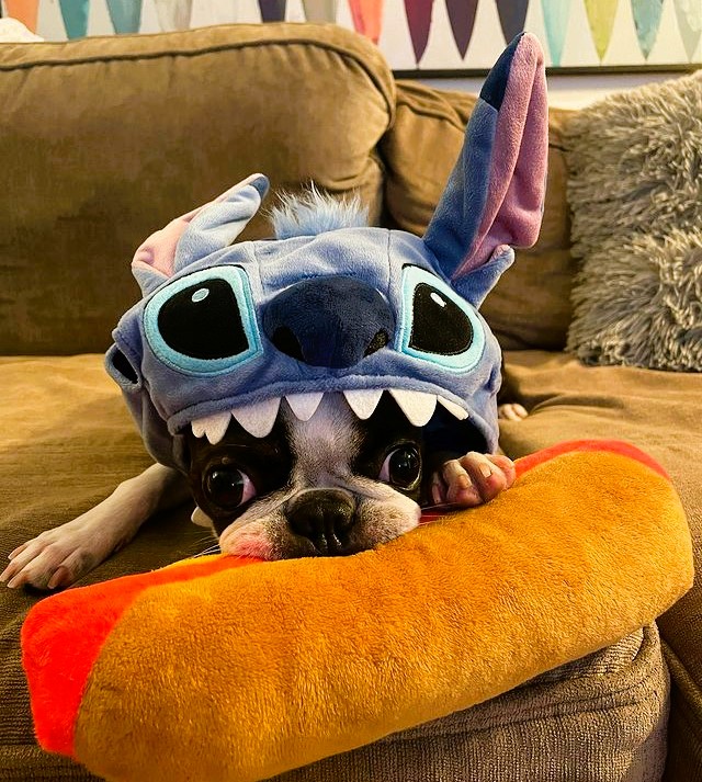 Boston Terrier Halloween Costume Stitch