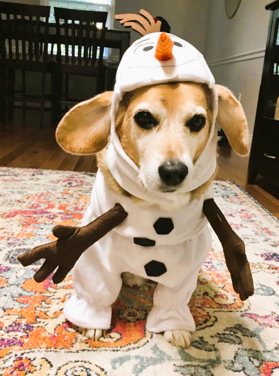 Disney Dog Olaf Costume
