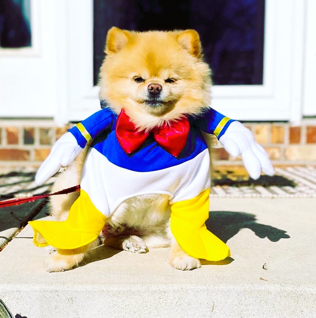 Disney Donald Duck Dog Costume
