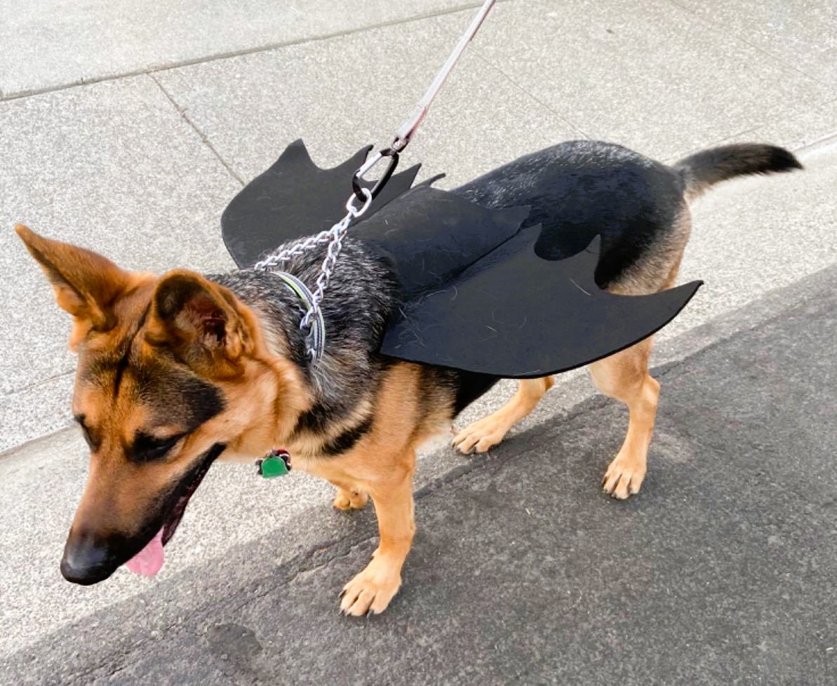 German Shepherd in Halloween Costume Bat