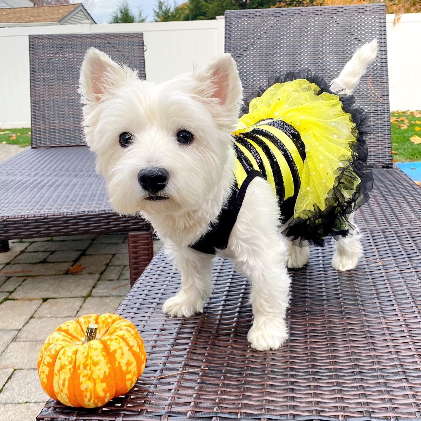 Halloween Costume for Westies Bumble Bee