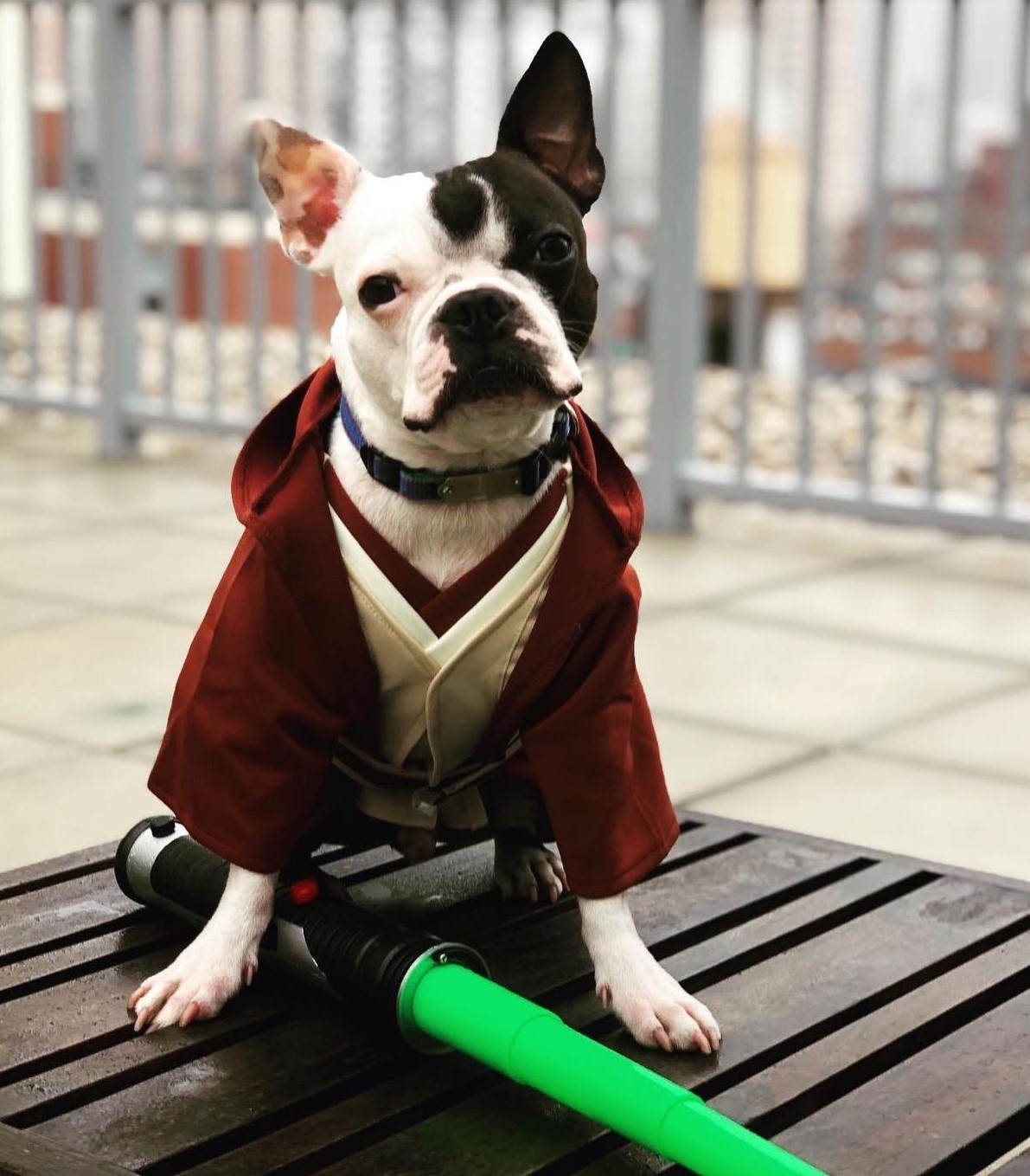 Luke Skywalker Dog Costume Star Wars