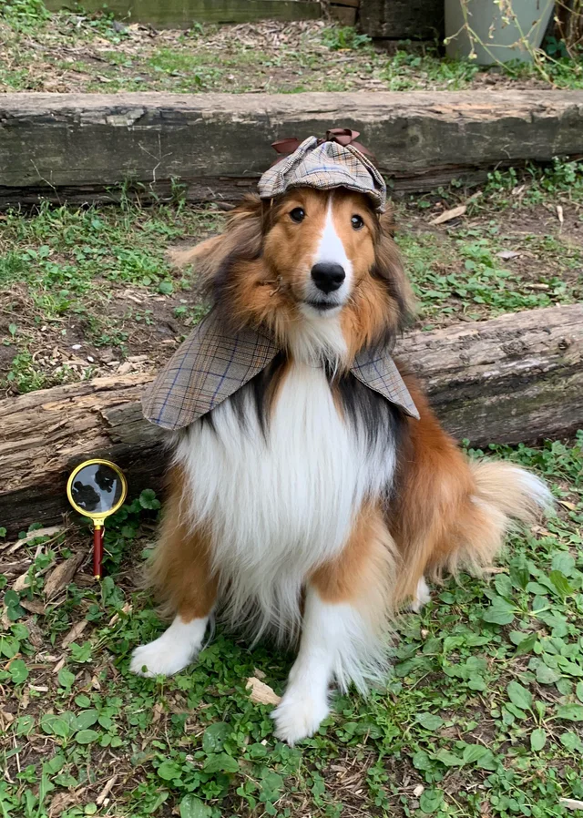 10 Best Sheltie Halloween Costumes.