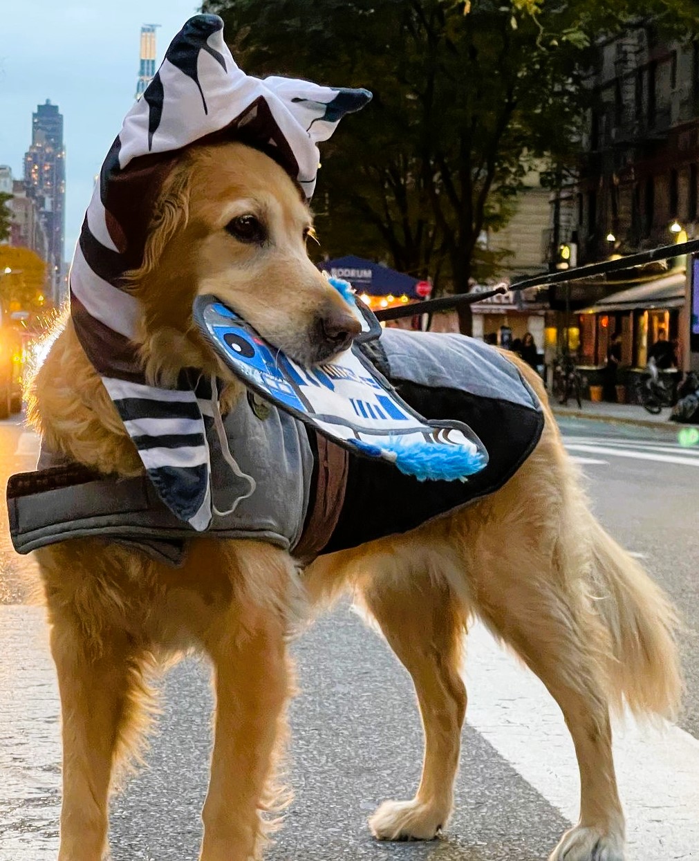Star Wars dog costume Ahsoka on Golden Retriever