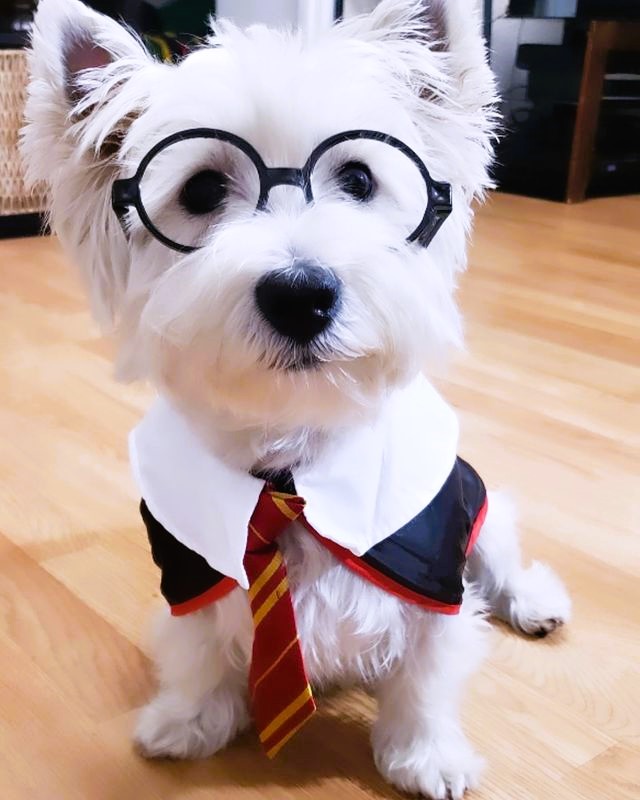 Westie Halloween Costume Harry Potter