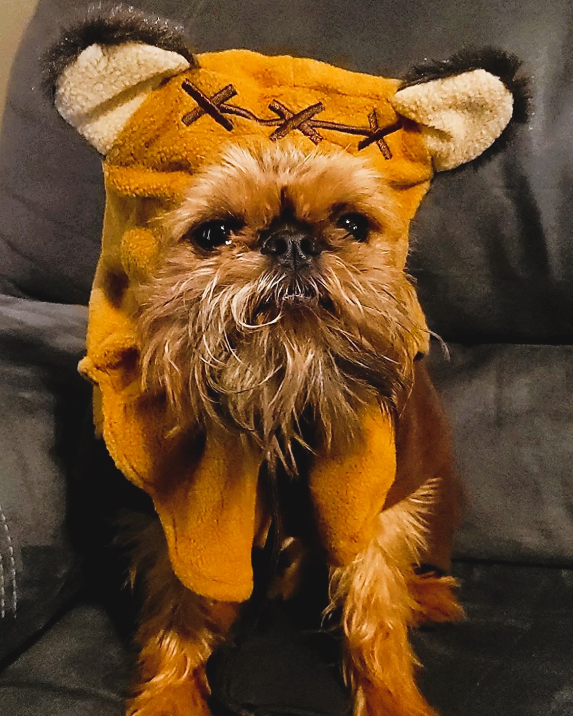Wookie Dog Costume