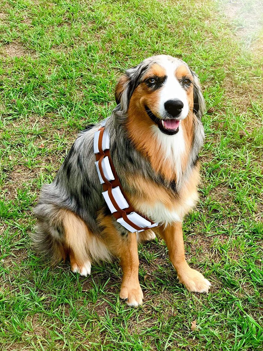 Best Australian Shepherd Halloween Costumes.