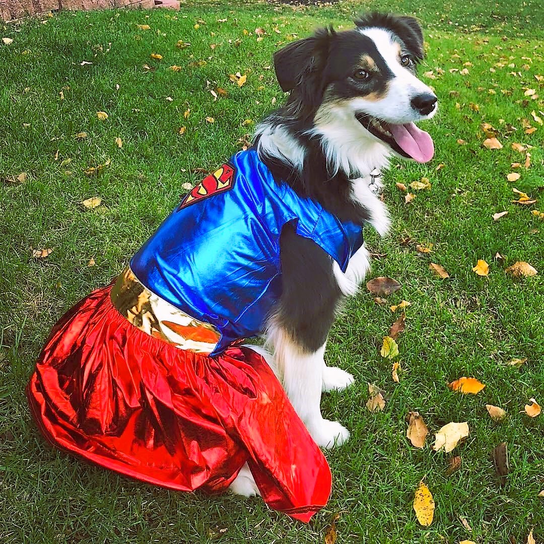 Australian Shepherd Halloween Costume Supergirl
