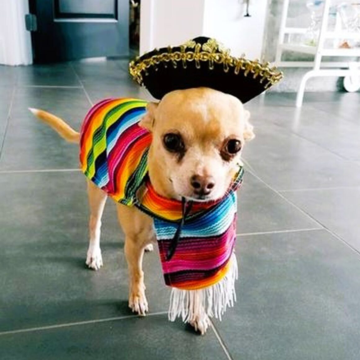 23 Best Great Dane Halloween Costumes That Are So Funny!