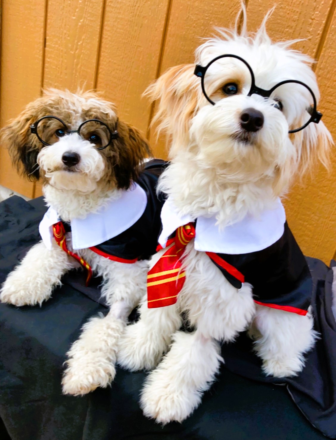 Best Dog Halloween Costume Harry Potter