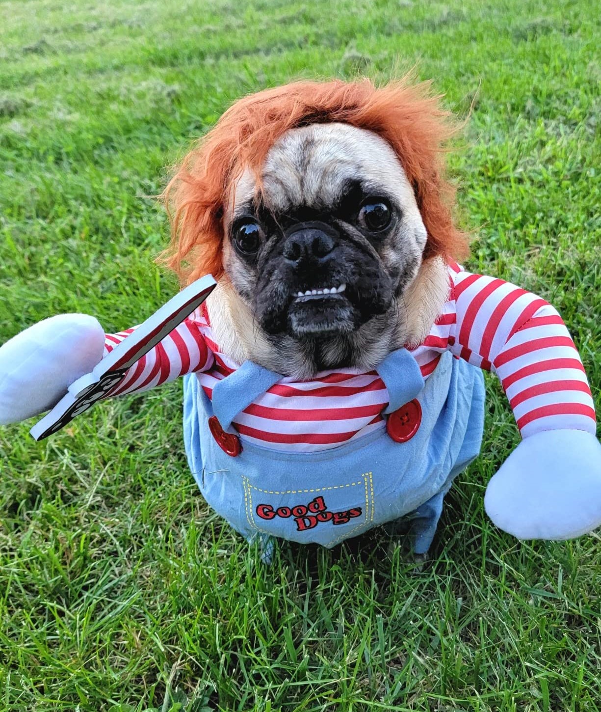 Best Dog Halloween Costume Chucky