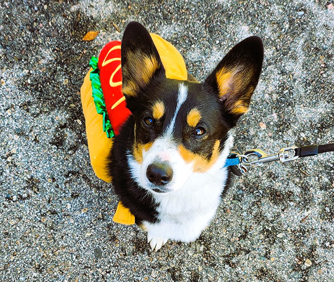 Best Dog Halloween Costume Hot Dog