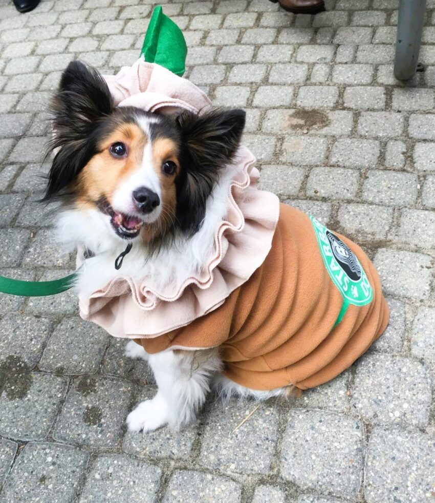Super Cute Dog Costumes Perfect for Halloween.