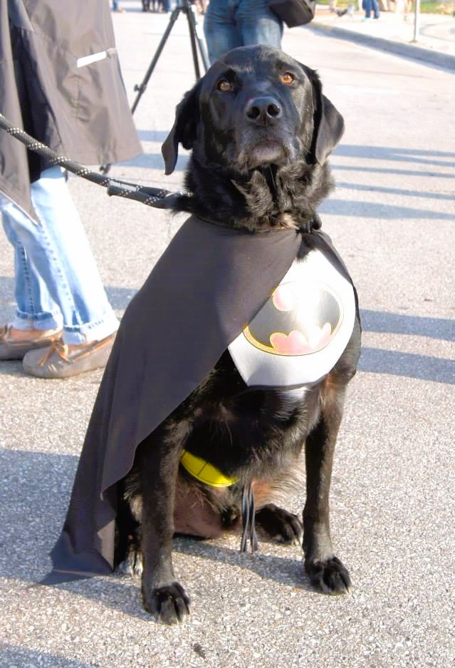 Best Dog Halloween Costumes Batman