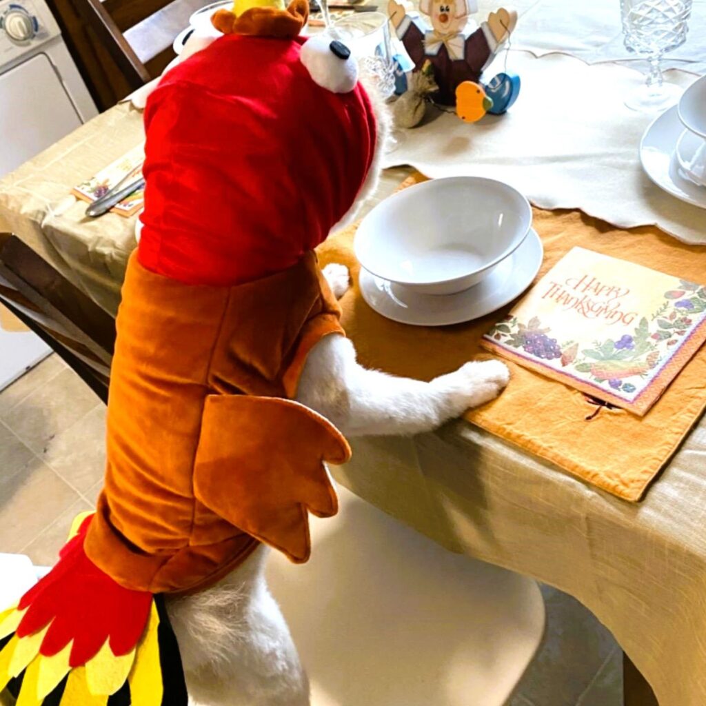 Funny Dog Costumes for Halloween You Will Love!